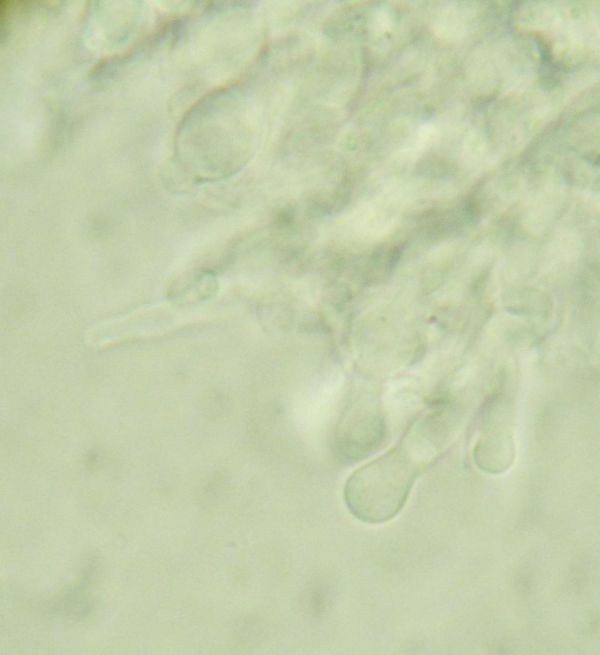 Crosta giallina da determinare (Hyphoderma radula)